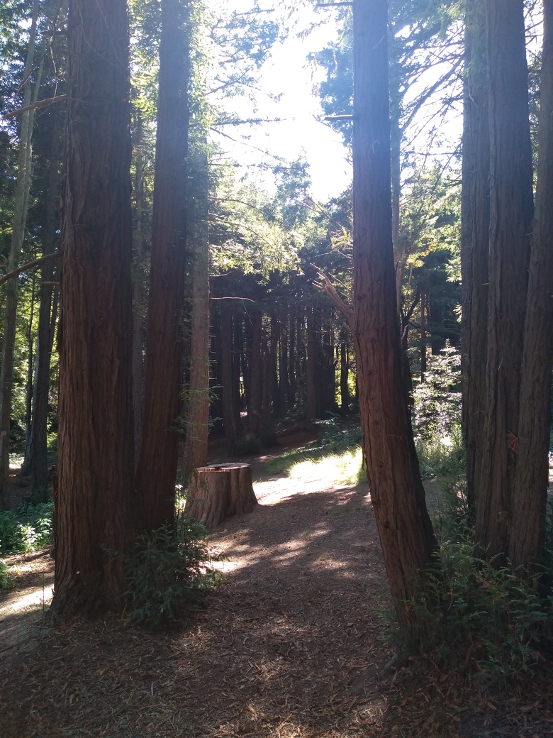 An airy path through some tall trees, with the sun shining through the canopy.