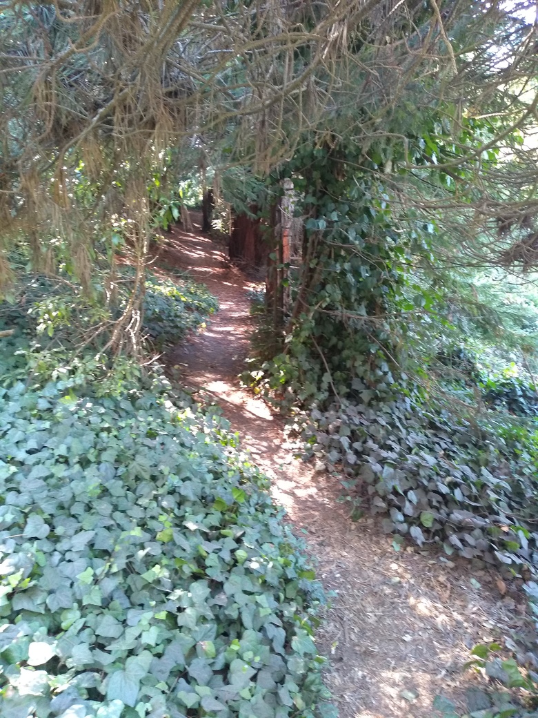 A dirt path among some vines, through an arch made of tree branches.