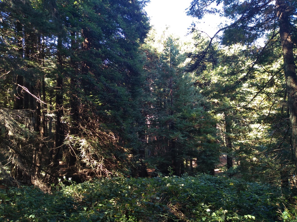 A clearing in some pine trees.