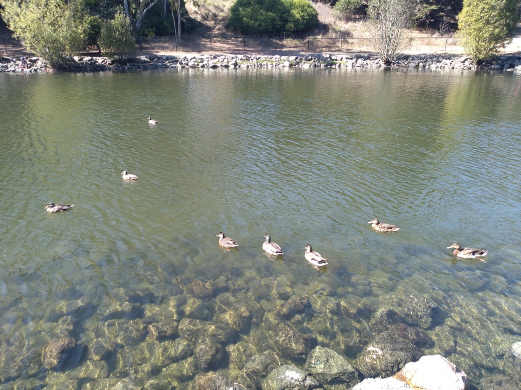 Ducks swimming in a pond.